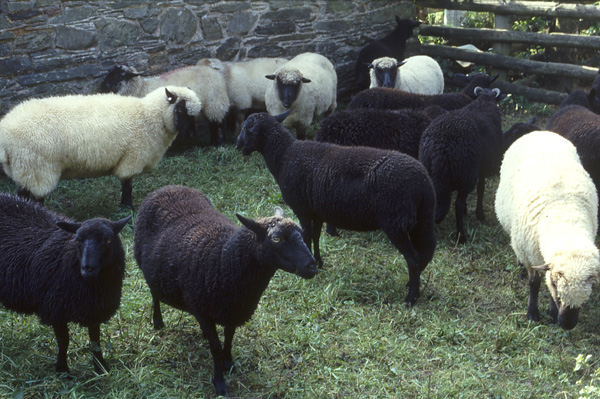 Welsh Mountain sheep