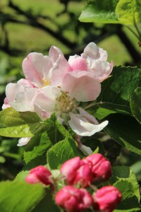 Apple blossom