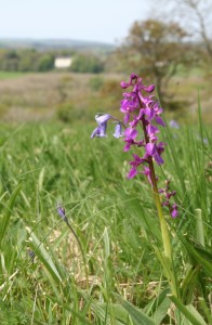 Early Purple Orchid